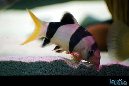 銀龍魚會吃小虎魚嗎圖片 銀龍魚會吃小虎魚嗎圖片 龍魚百科 第32張