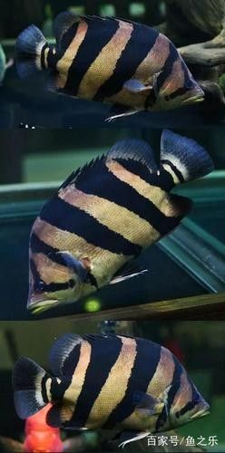 銀龍魚會吃小虎魚嗎圖片 銀龍魚會吃小虎魚嗎圖片 龍魚百科 第28張