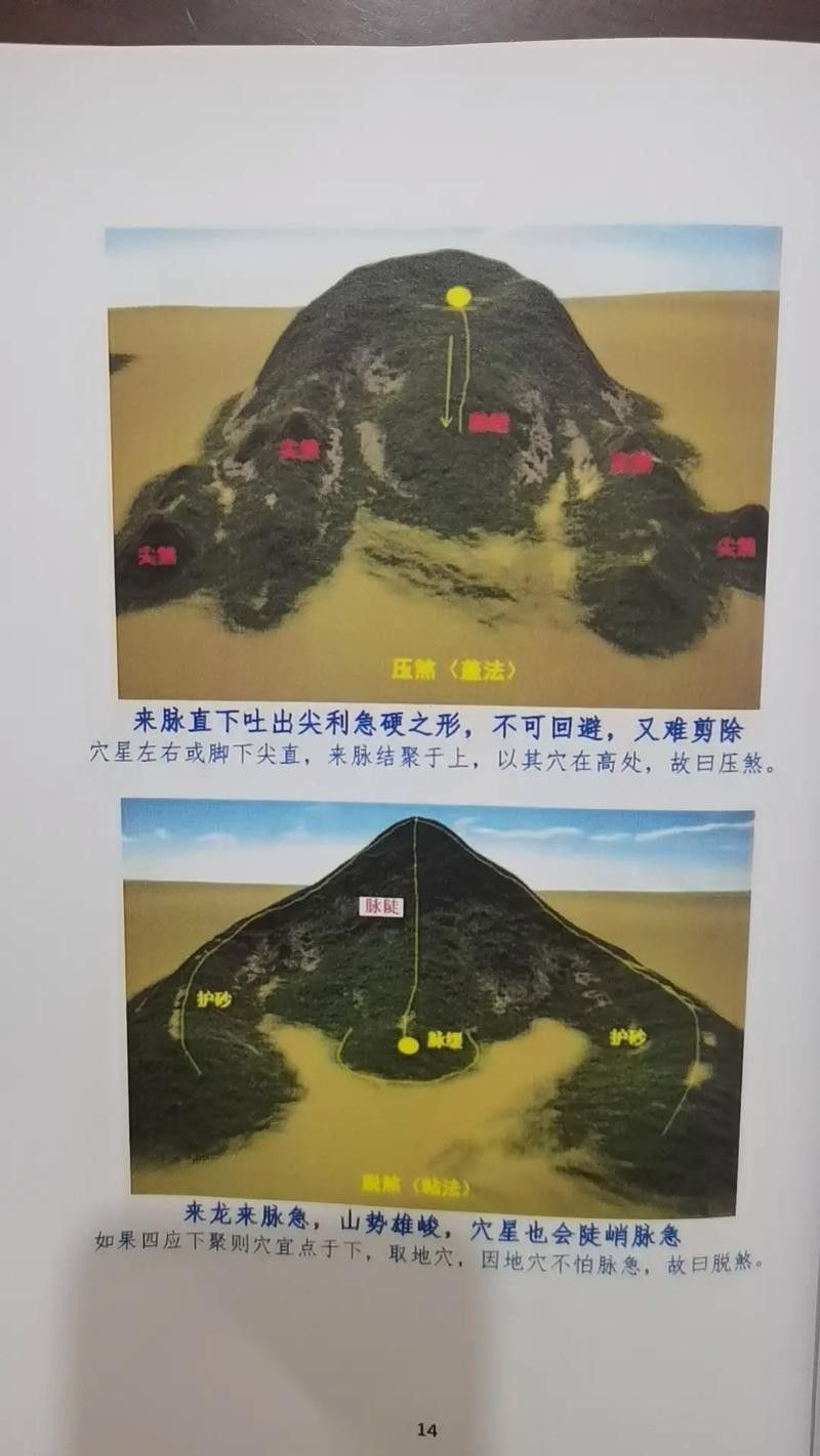 銀龍魚會吃小虎魚嗎圖片 銀龍魚會吃小虎魚嗎圖片 龍魚百科 第35張