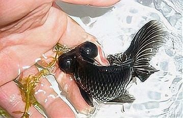 龍睛金魚的價格差異大嗎？