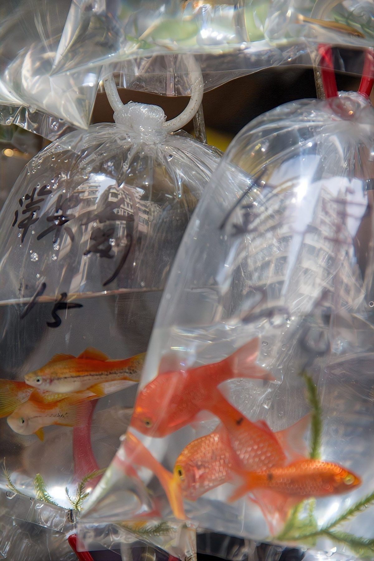 龍睛金魚的價格差異大嗎？