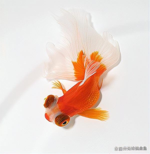 龍睛金魚的價格差異大嗎？