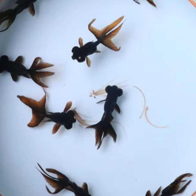 龍睛金魚的價格差異大嗎？
