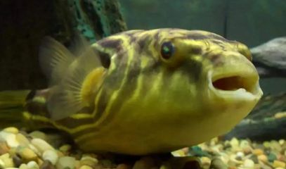 我想看紅龍魚：紅龍魚視頻在線觀看，探索這一美麗水族寵物的世界 我想看紅龍魚：紅龍魚視頻在線觀看，探索這一美麗水族寵物的世界 龍魚百科 第3張