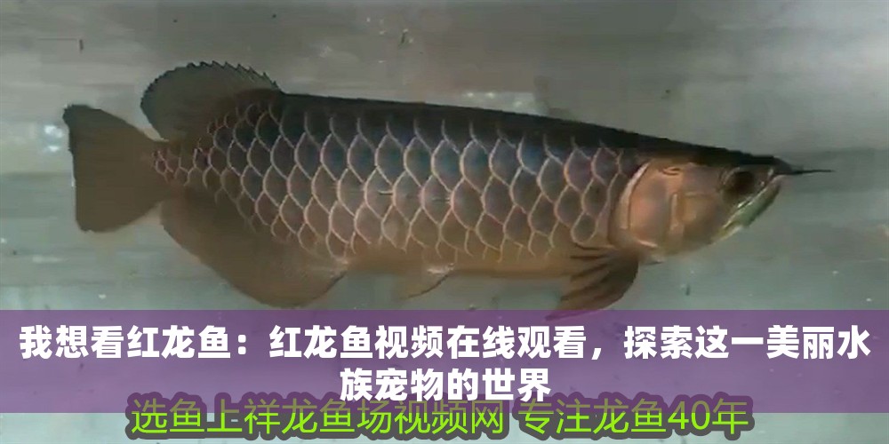 我想看紅龍魚：紅龍魚視頻在線觀看，探索這一美麗水族寵物的世界 我想看紅龍魚：紅龍魚視頻在線觀看，探索這一美麗水族寵物的世界 龍魚百科 第1張