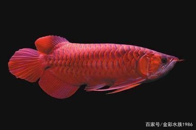 紅龍魚嘴唇不紅，紅龍魚嘴唇不紅可能是由多種因素造成的紅龍魚嘴唇不紅 紅龍魚嘴唇不紅，紅龍魚嘴唇不紅可能是由多種因素造成的紅龍魚嘴唇不紅 龍魚百科 第3張