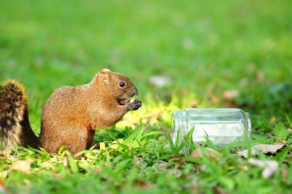 杰西卡恐龍魚飼料選擇指南：杰西卡恐龍魚飼料品牌推薦