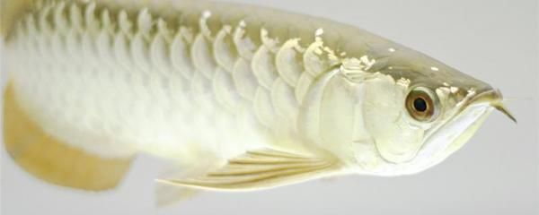 金龍魚(yú)來(lái)自哪里，金龍魚(yú)是一種常見(jiàn)的魚(yú)類(lèi)，它來(lái)自哪里并沒(méi)有一個(gè)確切的答案