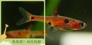 火焰變色龍魚的飲食習性：火焰變色龍魚在飼養時需要注意水質問題，避免被感染 火焰變色龍魚的飲食習性：火焰變色龍魚在飼養時需要注意水質問題，避免被感染 龍魚百科 第3張