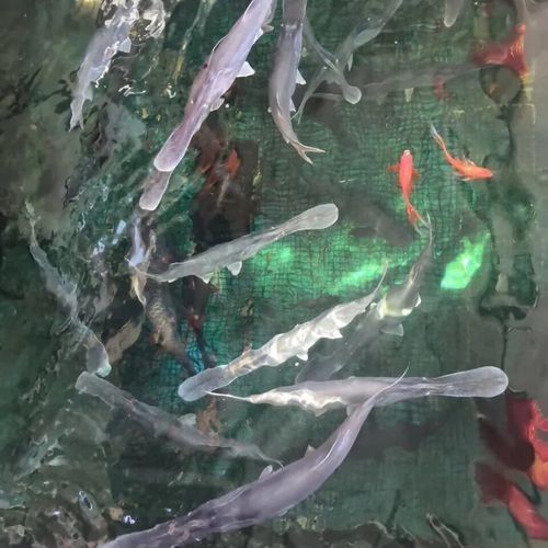 鴨嘴魚和龍魚混養嗎圖片 鴨嘴魚和龍魚混養嗎圖片 龍魚百科 第11張