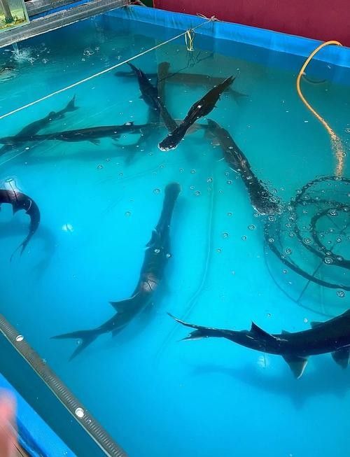 鴨嘴魚和龍魚混養嗎圖片 鴨嘴魚和龍魚混養嗎圖片 龍魚百科 第3張