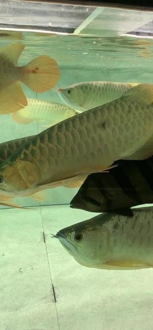 鴨嘴魚和龍魚混養嗎圖片 鴨嘴魚和龍魚混養嗎圖片 龍魚百科 第8張