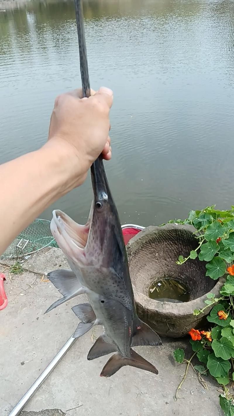 鴨嘴魚和龍魚混養嗎圖片 鴨嘴魚和龍魚混養嗎圖片 龍魚百科 第4張