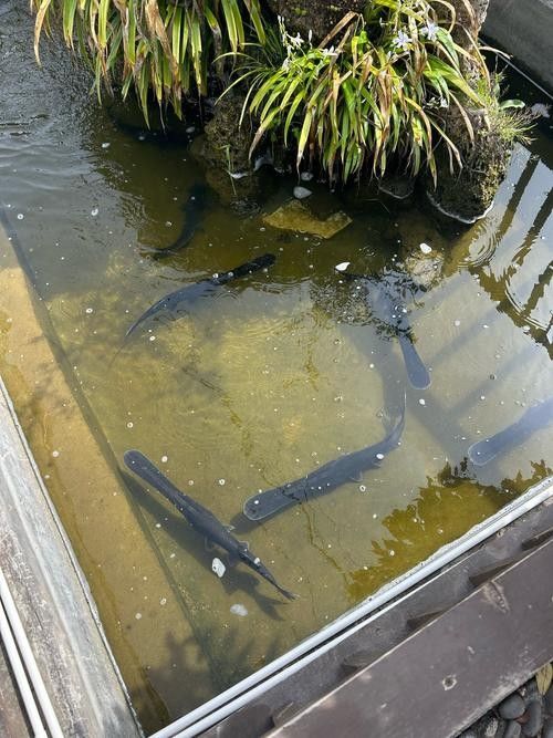 鴨嘴魚和龍魚混養嗎圖片 鴨嘴魚和龍魚混養嗎圖片 龍魚百科 第10張