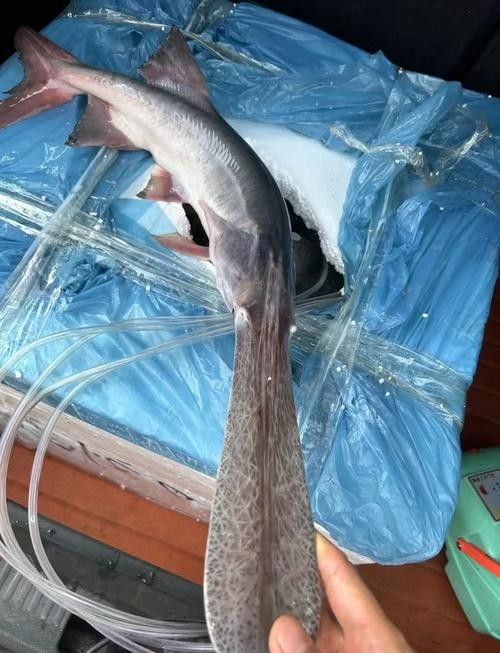鴨嘴魚和龍魚混養嗎圖片 鴨嘴魚和龍魚混養嗎圖片 龍魚百科 第1張