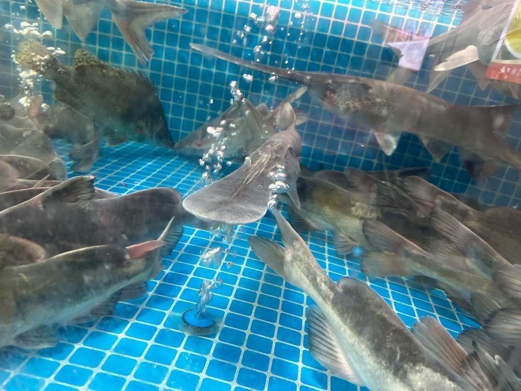鴨嘴魚和龍魚混養嗎圖片 鴨嘴魚和龍魚混養嗎圖片 龍魚百科 第9張
