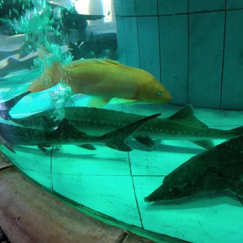鴨嘴魚和龍魚混養嗎圖片 鴨嘴魚和龍魚混養嗎圖片 龍魚百科 第7張