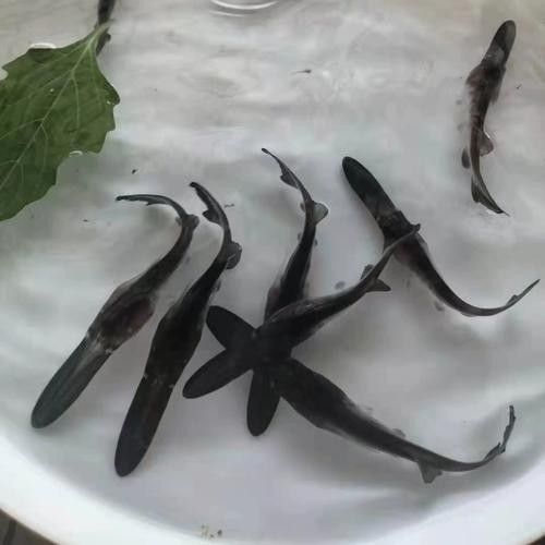 鴨嘴魚和龍魚混養嗎圖片 鴨嘴魚和龍魚混養嗎圖片 龍魚百科 第12張