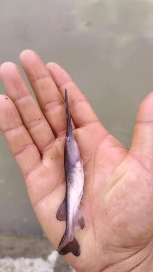 鴨嘴魚和龍魚混養嗎圖片 鴨嘴魚和龍魚混養嗎圖片 龍魚百科 第18張