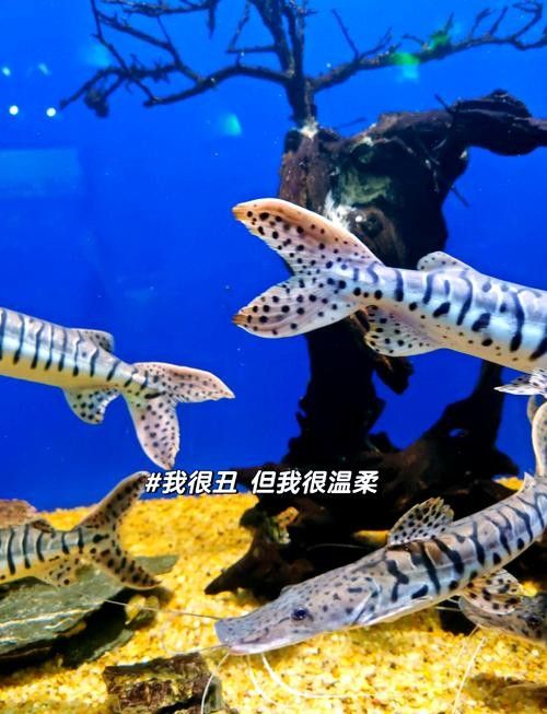 鴨嘴魚和龍魚混養嗎圖片 鴨嘴魚和龍魚混養嗎圖片 龍魚百科 第20張