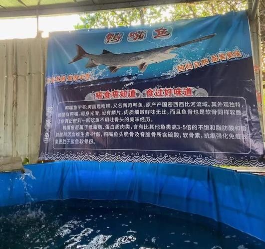 鴨嘴魚和龍魚混養嗎圖片 鴨嘴魚和龍魚混養嗎圖片 龍魚百科 第25張