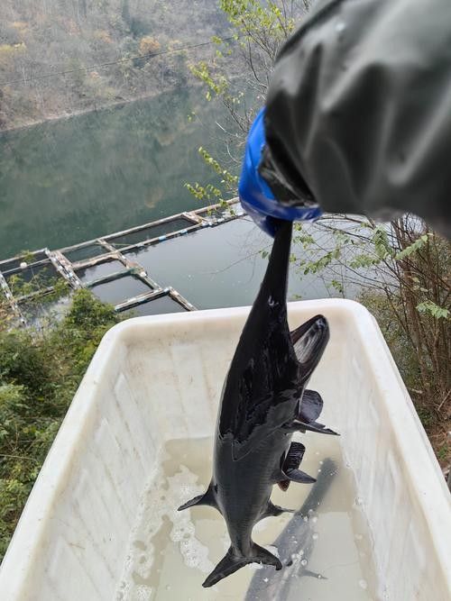 鴨嘴魚和龍魚混養嗎圖片 鴨嘴魚和龍魚混養嗎圖片 龍魚百科 第15張