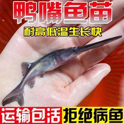 鴨嘴魚和龍魚混養嗎圖片 鴨嘴魚和龍魚混養嗎圖片 龍魚百科 第16張