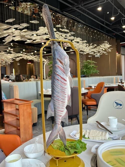 鴨嘴魚和龍魚混養嗎圖片 鴨嘴魚和龍魚混養嗎圖片 龍魚百科 第21張
