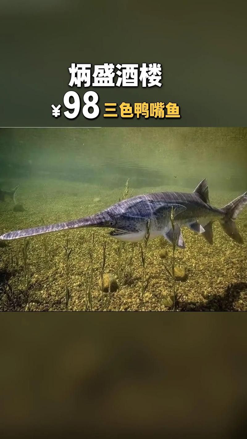 鴨嘴魚和龍魚混養嗎圖片 鴨嘴魚和龍魚混養嗎圖片 龍魚百科 第22張