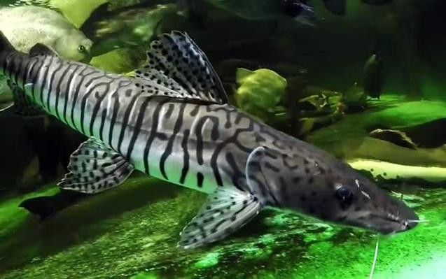 鴨嘴魚和龍魚混養嗎圖片 鴨嘴魚和龍魚混養嗎圖片 龍魚百科 第23張