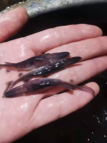 鴨嘴魚和龍魚混養嗎圖片 鴨嘴魚和龍魚混養嗎圖片 龍魚百科 第19張