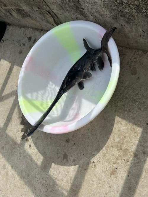 鴨嘴魚和龍魚混養嗎圖片 鴨嘴魚和龍魚混養嗎圖片 龍魚百科 第27張