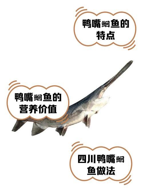 鴨嘴魚和龍魚混養嗎圖片 鴨嘴魚和龍魚混養嗎圖片 龍魚百科 第24張
