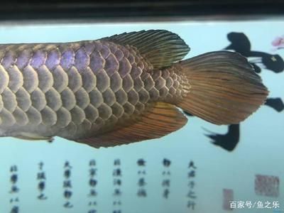 龍魚a過和b過區別：a過金龍魚和b過金龍魚在血統、外觀表現以及價格區別 龍魚a過和b過區別：a過金龍魚和b過金龍魚在血統、外觀表現以及價格區別 龍魚百科 第3張