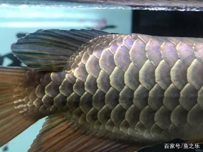 龍魚a過和b過區別：a過金龍魚和b過金龍魚在血統、外觀表現以及價格區別 龍魚a過和b過區別：a過金龍魚和b過金龍魚在血統、外觀表現以及價格區別 龍魚百科 第1張