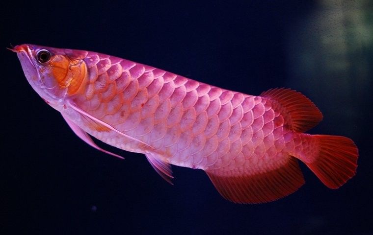 龍魚受到驚嚇不吃食怎么辦呢 龍魚受到驚嚇不吃食怎么辦呢 龍魚百科 第6張