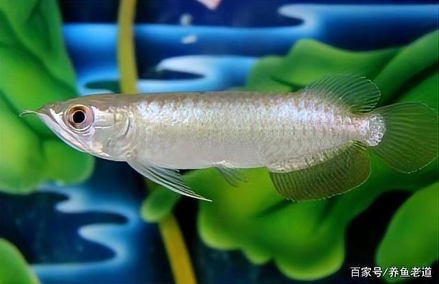 龍魚受到驚嚇不吃食怎么辦呢 龍魚受到驚嚇不吃食怎么辦呢 龍魚百科 第5張