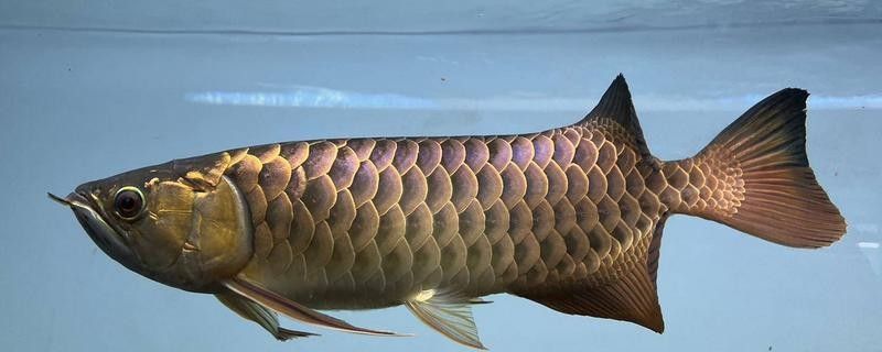 龍魚受到驚嚇不吃食怎么辦呢 龍魚受到驚嚇不吃食怎么辦呢 龍魚百科 第7張