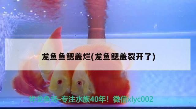 龍魚鰓蓋裂開了：龍魚的鰓蓋裂開的處理方法