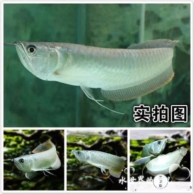 龍魚淡水魚還是咸水魚好養(yǎng)活：龍魚是淡水魚而不是咸水魚，而不是咸水魚， 龍魚淡水魚還是咸水魚好養(yǎng)活：龍魚是淡水魚而不是咸水魚，而不是咸水魚， 龍魚百科 第5張