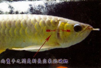 龍魚軟鰓手術費多少（龍魚軟鰓手術費多少查詢龍魚軟鰓手術費多少）