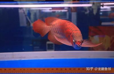 藍底紅龍魚值錢嗎知乎：關于藍底紅龍魚的價值 藍底紅龍魚值錢嗎知乎：關于藍底紅龍魚的價值 龍魚百科 第3張