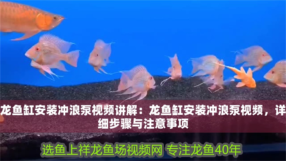 龍魚缸安裝沖浪泵視頻講解：龍魚缸安裝沖浪泵視頻，詳細步驟與注意事項 龍魚缸安裝沖浪泵視頻講解：龍魚缸安裝沖浪泵視頻，詳細步驟與注意事項 龍魚百科 第1張