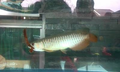 龍魚咬人的原因有哪些？：為什么龍魚會咬人？