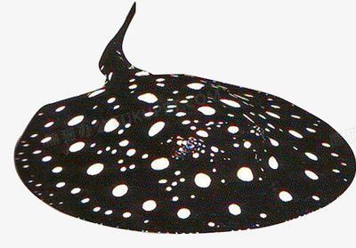 魟魚可以和龍魚一起養嗎？：魟魚可以與龍魚一起養嗎[需手動填充]魚可以與龍魚一起養嗎 魟魚可以和龍魚一起養嗎？：魟魚可以與龍魚一起養嗎[需手動填充]魚可以與龍魚一起養嗎 龍魚百科 第1張