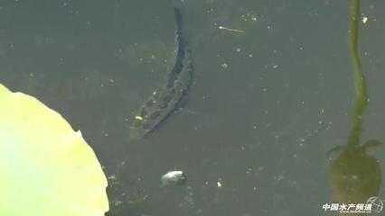 魚飼料小龍蝦吃嗎:小龍蝦可以吃魚飼料嗎 龍魚百科 第1張 魚飼料小龍蝦吃嗎:小龍蝦可以吃魚飼料嗎 魚飼料小龍蝦吃嗎:小龍蝦可以吃魚飼料嗎 龍魚百科 第1張