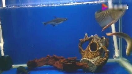 金龍魚和鯊魚能一起養嗎：金龍魚和鯊魚是否能一起養取決于具體品種和飼養條件 金龍魚和鯊魚能一起養嗎：金龍魚和鯊魚是否能一起養取決于具體品種和飼養條件 龍魚百科 第2張