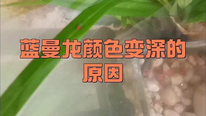 藍(lán)曼龍魚顏色變深怎么回事