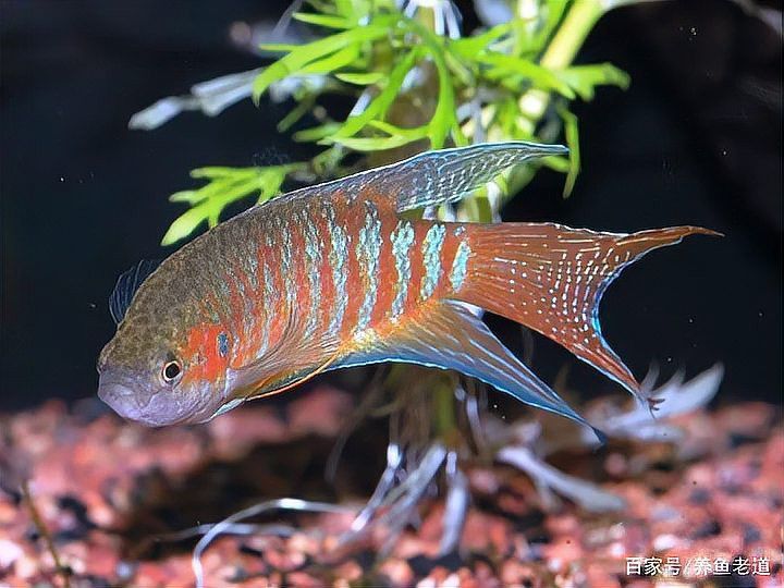 藍(lán)曼龍魚顏色變深怎么回事
