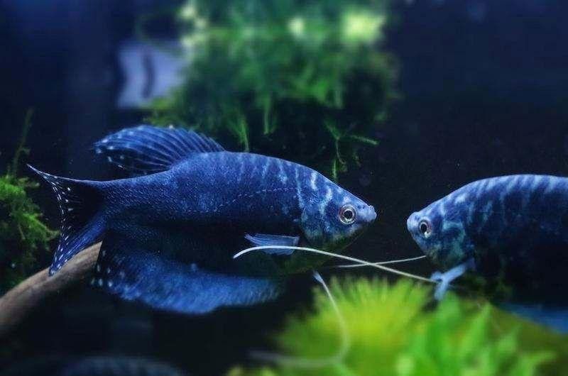 藍(lán)曼龍魚顏色變深怎么回事